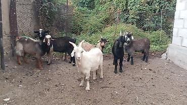 Продам с/х животных: Продаю | Коза (самка), Козёл (самец), Козлёнок | Полукровка | На забой, Для разведения | Племенные, Котные, Осеменитель — 4