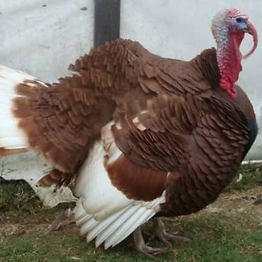 Kənd təsərrüfatı quşları: Toyuq, Damazlıq — 3
