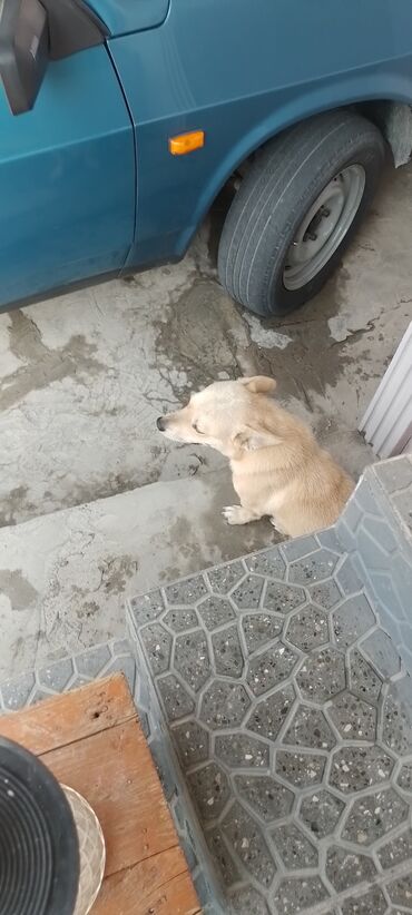 Akvarium aksessuar və ləvazimatları: Zvonok, 2 il, Erkek, Peyvəndli, Ödənişli çatdırılma