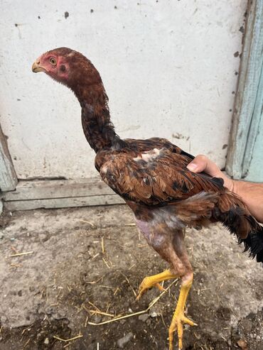 Cücələr: Toyuq cücələri, Damazlıq — 3