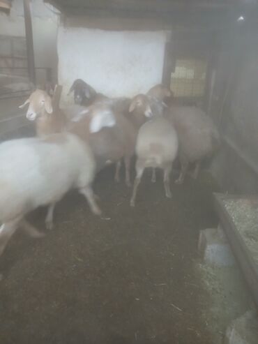 Бараны, овцы: Продаю | Овца (самка) | Для разведения | Матка — 8