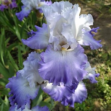 Другие садовые цветы и кустарники: В продаже саженцы сортовых ирисов из личной коллекции Все фото мои! at lalafo.kg — 13 Другие садовые цветы и кустарники: В продаже саженцы сортовых ирисов из личной коллекции Все фото мои! — 13