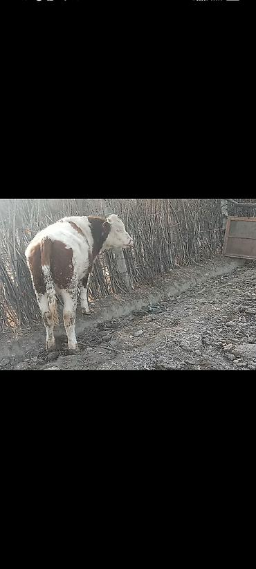 Коровы, быки: Продаю | Бык (самец) | Монбельярд | На откорм | Привязанные — 10