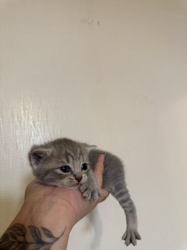 Pişiklər: Şotland — 8