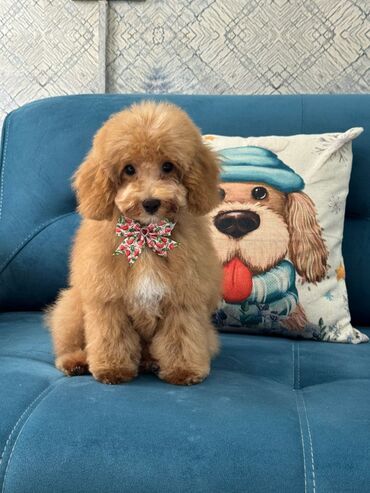 İtlər: Pudel, 3 ay, Erkek, Peyvəndli, Ünvandan götürmə — 25