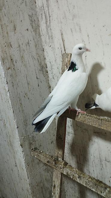 pişik balaca: Məhsul: Göy zərli “köhnə boynu” ağ göyərçinlər Təsvir: - Rəng: Qar — 1