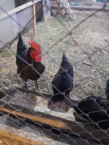 Hinduşka: Ferma quşları satılır – şəkillərdə olan növlər: - Hind quşları — 4