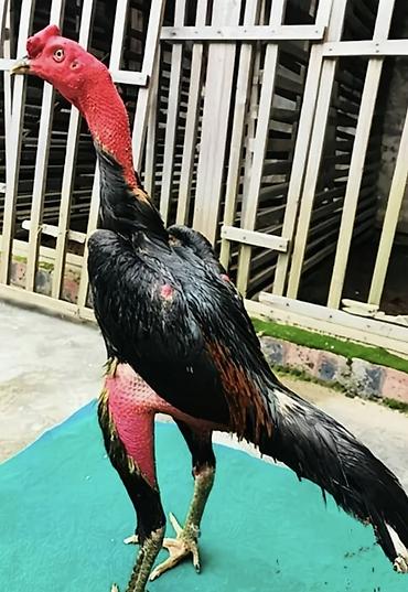 Куры, петухи: Продаю | Петух | Бойцовая | Для разведения — 4