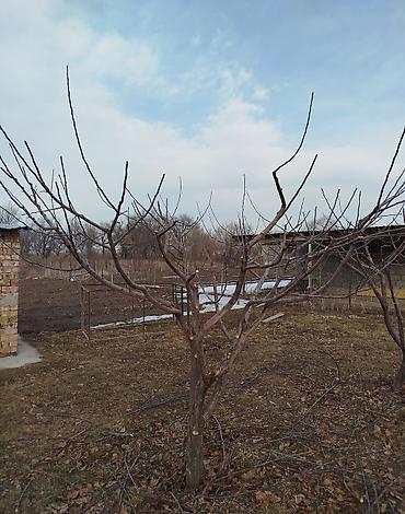 Спил деревьев, заготовка дров: Профессиональная обрезка плодовых деревьев Услуга сезонной и — 1
