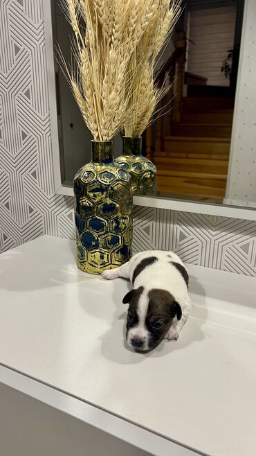 İtlər: Cek rassel teryer, Dişi, Ünvandan götürmə — 6