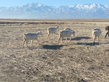 Козы, козлы: Продаю | Коза (самка) | На забой, Для молока — 12