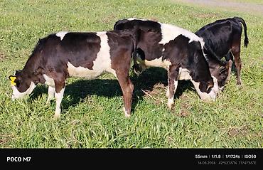 Коровы, быки: Продаю | Бык (самец) | Полукровка | На откорм — 9