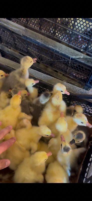 bulbul quşu: Salam olsun her kese linda kuban qaz balalari satilir isdenilen sayda — 1