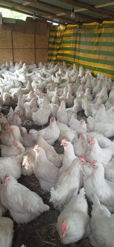 говорящий волнистый попугай: Продаются куры несушки хайлайн соня. 9-10 месяцев