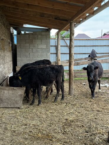 Коровы, быки: Продаю | Бык (самец) | Абердин-ангус | Для разведения | Племенные