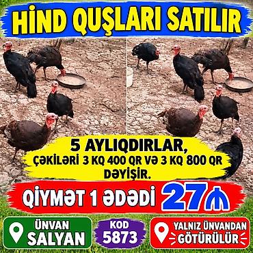 hınduska: Hind quşları satılır. 5 aylıq hind quşlarıdır. Çəkiləri 3 kq 400 qr — 1