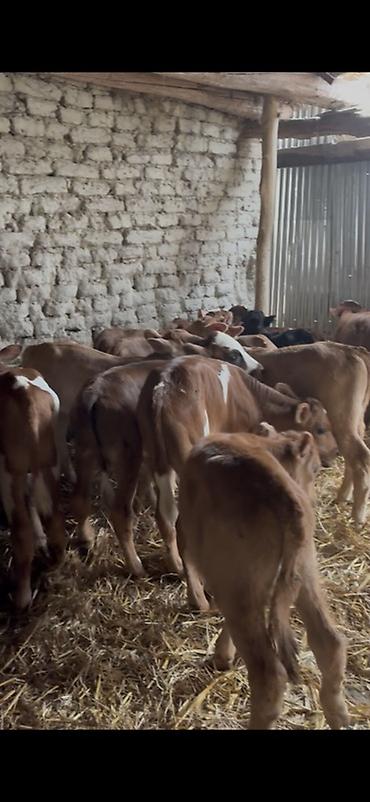 Dana, buzov: Satışda: dana balaları - Növ: yerli cins ətlik/südlük istiqamətə — 16