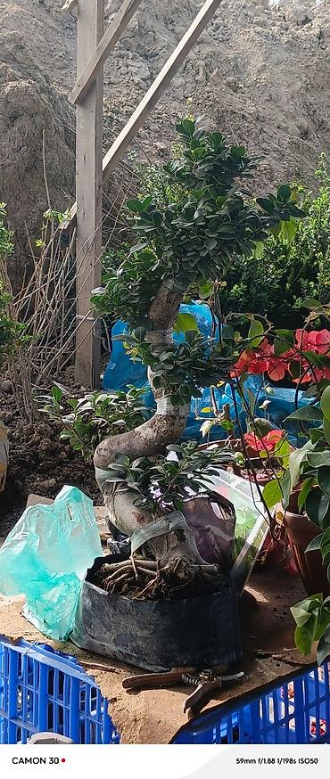 Газон: САЖЕНЦЫ САМШИТЫ саженцы кустарников саженцы магнолии саженцы олеандра at lalafo.kg — 2 Газон: САЖЕНЦЫ САМШИТЫ саженцы кустарников саженцы магнолии саженцы олеандра — 2