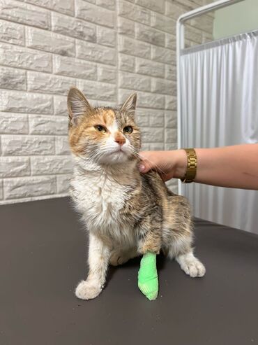 Отдам даром кошку: Кошка даром: Беспородная, 10 месяцев, Девочка, Кастрирована, Приучена к лотку, Проглистована