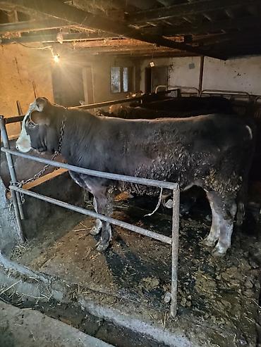 Коровы, быки: Продаю | Бык (самец) | На откорм | Привязанные — 14