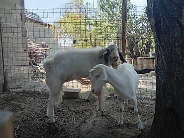 Козы, козлы: Продаю | Коза (самка) | Для молока | Племенные — 22