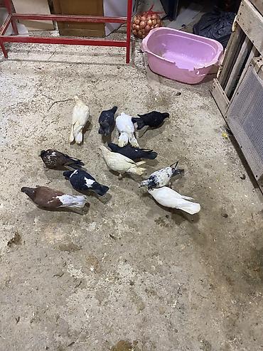 balaca pisik satisi: Sağlam heyvalardır 11eded tergizme icinde sat verende var tek tek — 1