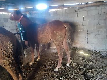 Лошади, кони: Продаю | Жеребенок — 5