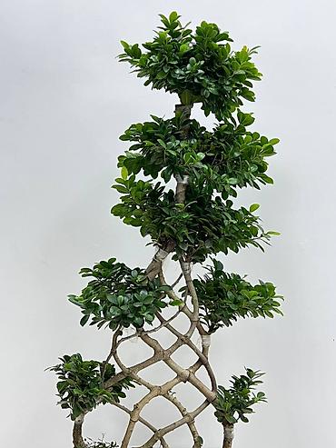 Другие комнатные растения: 🌿 Зелёное счастье для вашего дома 🌿 Комнатные растения и свежие цветы — 3