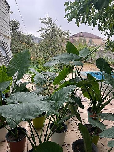 Алоказии: Аллоказия крупнолистная (вероятно Alocasia macrorrhizos не привозные — 4