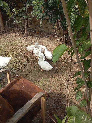 akvarium satisi: Münasib qiymətə ördəklər satılır — 4