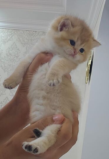 Pişiklər: Şotland yastı qulaq, Erkək, Dişi, Yaxşı əllərə, Ünvandan götürmə, Pulsuz çatdırılma, Ödənişli çatdırılma — 144