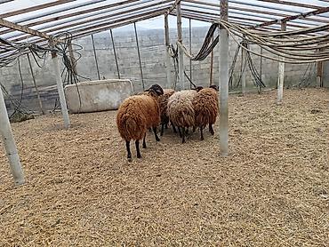 Qoyunlar, qoçlar: Dişi, Qala, il: 1, 50 kq, Damazlıq, Ünvandan götürmə — 10