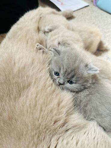 дом торговли: Шотландские вислоухие котята (Scottish Fold), окрас голубой — 2