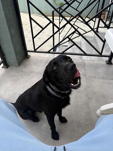 İtlər: Labrador-retriver, 9 ay, Erkək, Ünvandan götürmə — 2