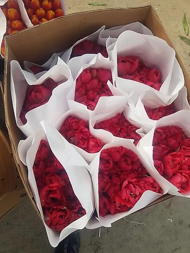 Букеты из живых цветов: Тюльпаны с луковицей — ассортименты цветов и сортов оптом на 8 - марта — 5