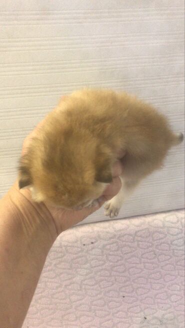 Pişiklər: Şotland yastı qulaq — 17