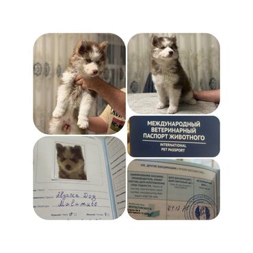 İtlər: - MALAMUT balasi: uzun tük, güclü quruluş, qəhvəyi,qara,boz rəngdə — 1