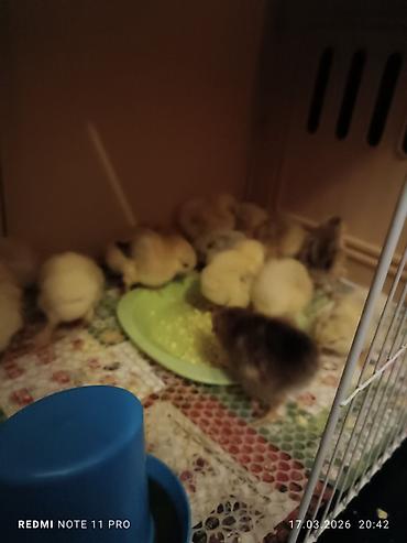 Cücələr: Toyuq cücələri, Ətlik, Ünvandan götürmə — 4