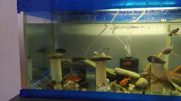 Akvariumlar: Rəngarəng akvarium balıqları və dekorativ akvarium Məhsul təsviri: - — 8