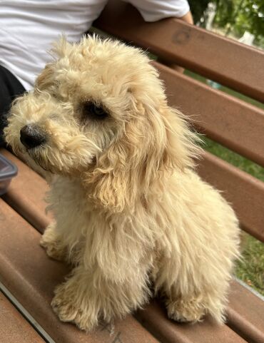 i̇tlər pekines: Pudel, 4 ay, Erkek