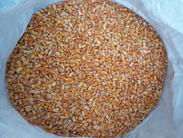 кукуруза замороженная: Семена и саженцы Кукурузы, Самовывоз