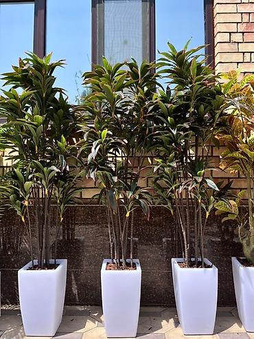 Декоративные цветы: 🌿✨ Mayram Decor.kg – искусственные деревья и цветы в Бишкеке ✨🌿 — 18