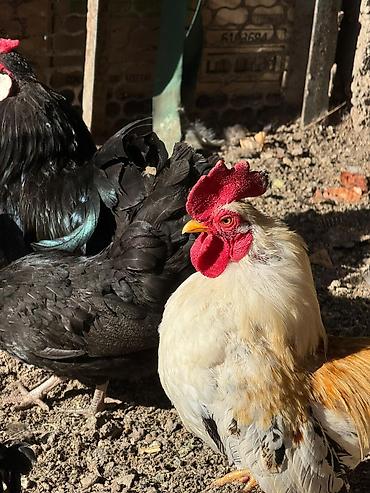 Птицы: На продажу Оптом Количество 22 штуки. Яйца несут. Возраст прошлого — 6