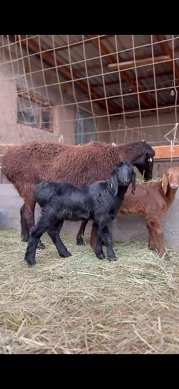 Qoyunlar, qoçlar: Qoyun və quzu dəsti - Ana qoyun: yerli ətlik-tip (qara başlı — 8