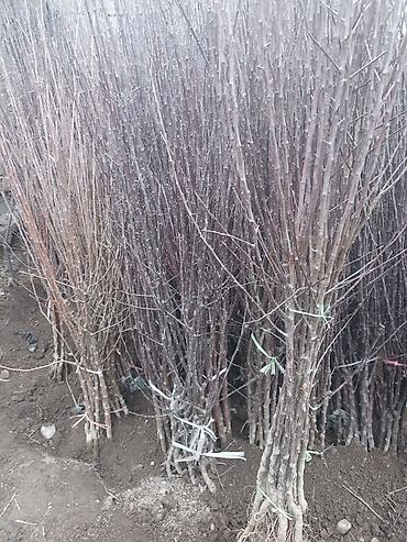 Виноград: Саженцы оптом и в розницу г.Бишкек доставка по городу Все виды — 4