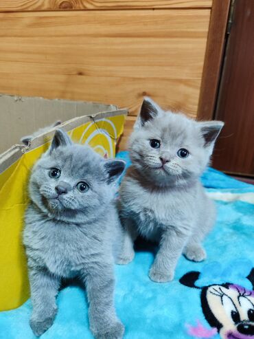Коты: Продаются шотландские котята скотиш-страйт,голубого и лилового