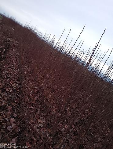 Tinglər: Xurma ağacları satışdadır zəmanətli verilir ağaclar çatdirilma pulsuz — 4