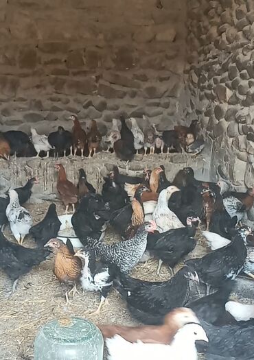 Куриные цыплята, Для разведения, Самовывоз