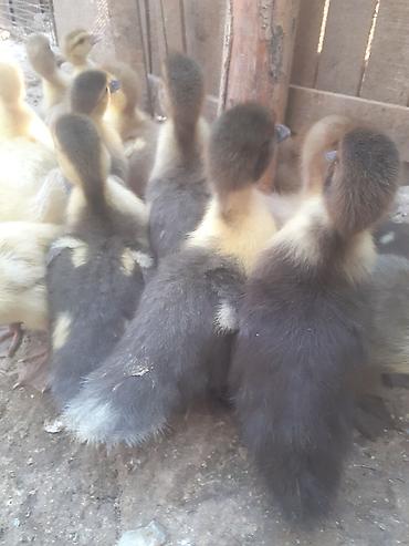 Ördəklər: 17 dene ordek balalari biri 5 manat. 055 880. 85. 29 — 2