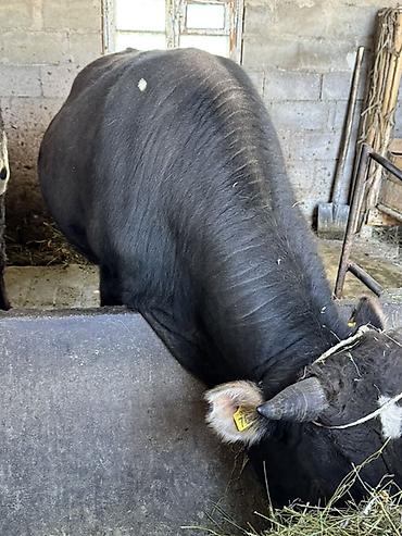 Коровы, быки: Продаю | Бык (самец) | На откорм, На забой | Привязанные — 7